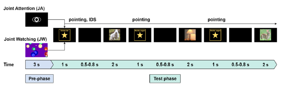 SSVEP, EEG image presentation