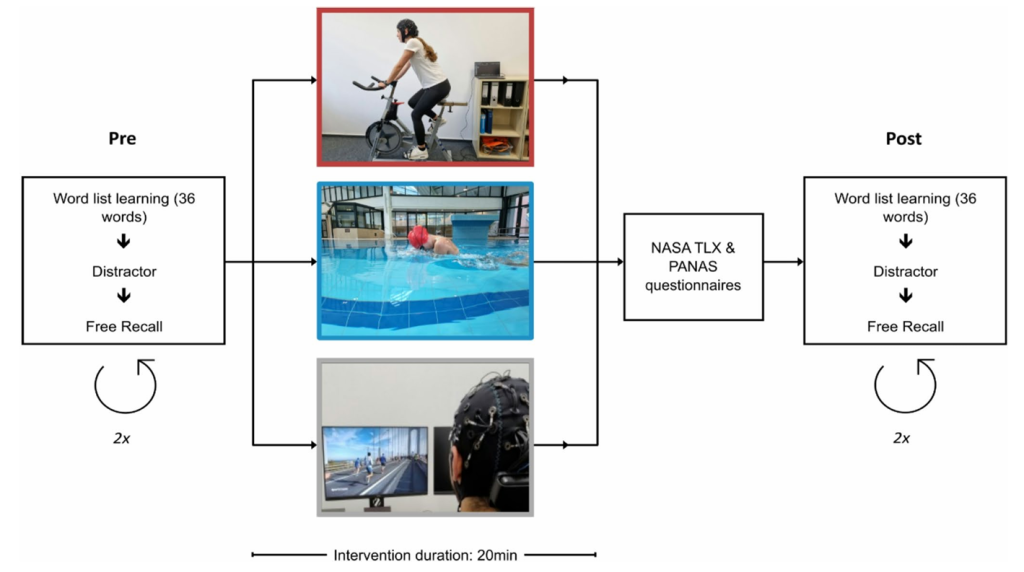 P300 Study: How Brain Activity During Exercise Reflects Changes in ...